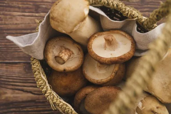 نگهداری قارچ