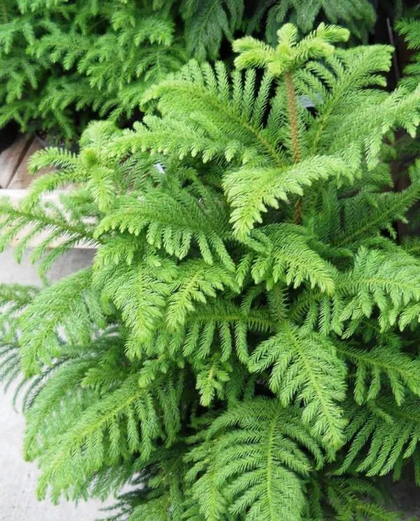 محل نگهداری کاج مطبق