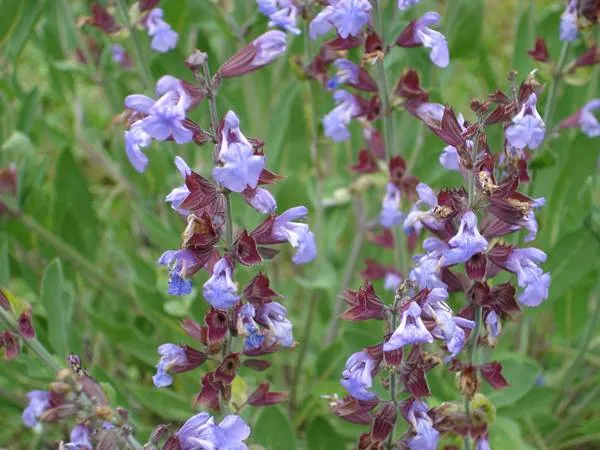 گیاه مریم گلی برای سفیدی مو
