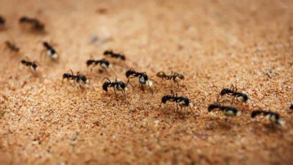 خواب مورچه ها
