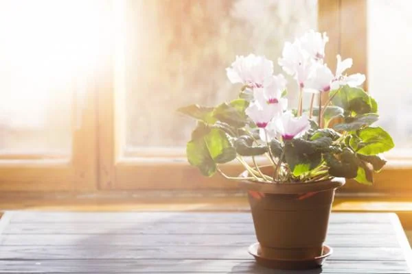 ابیاری گلها در مواقع مسافرت آبیاری فتیله ای