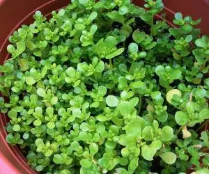  آشنایی با بهترین روش کاشت ، نگهداری و پرورش گیاه خرفه 