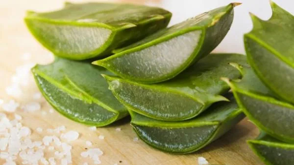 آلوئه ورا بعد از اصلاح
