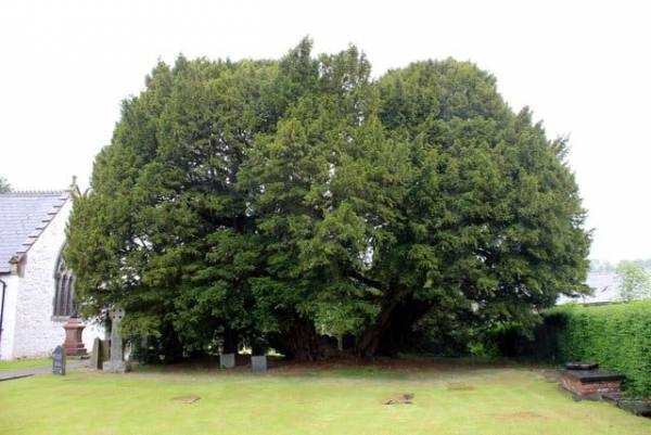 درخت Llangernyw Yew