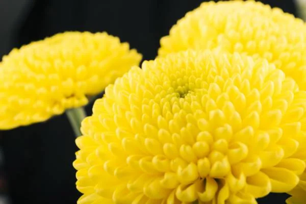 مراقبت از گل داوودی