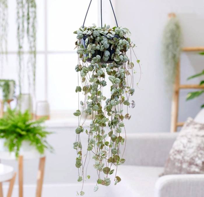 شرایط نگهداری سروپژیا ceropegia