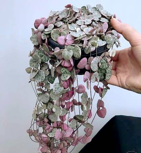 مراقبت از گیاه سروپژیا مشکلات سروپژیا