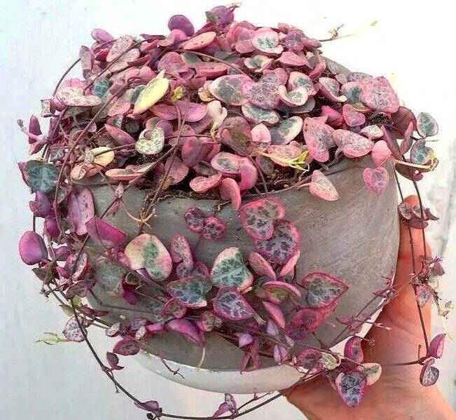 نحوه ی تکثیر سروپژیا رشد گیاه سروپژیا