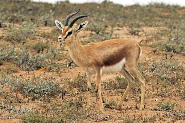 گوشت آهو