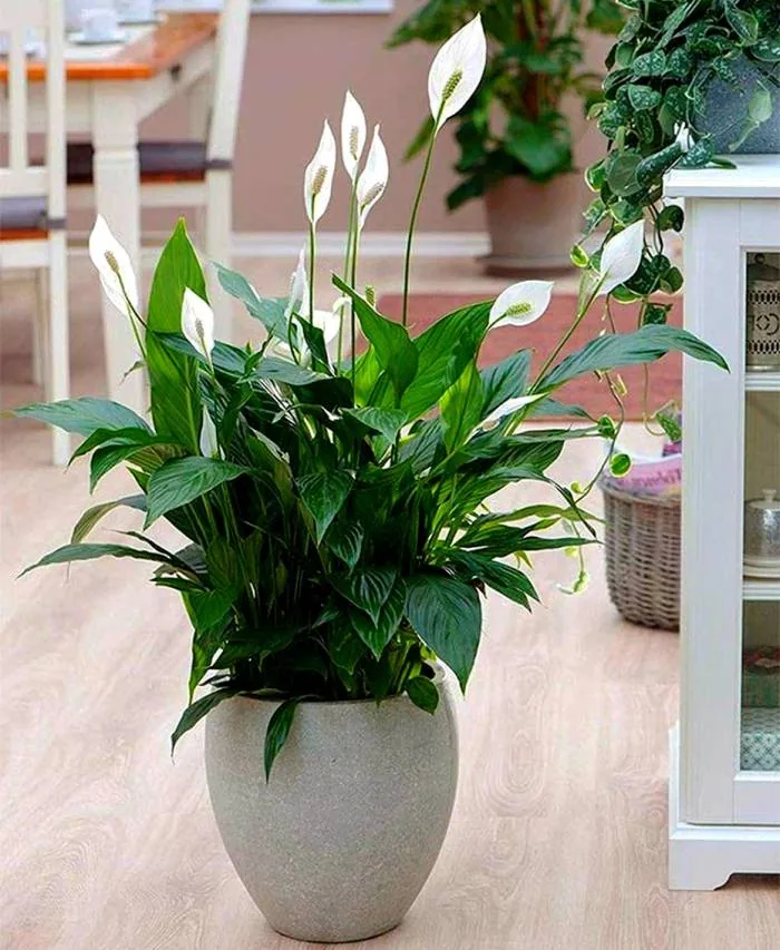 spathiphyllum wallisii
