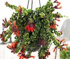 گیاه آشینانتوس