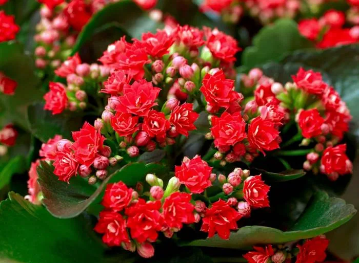 ویژگی های گل کالانکوا