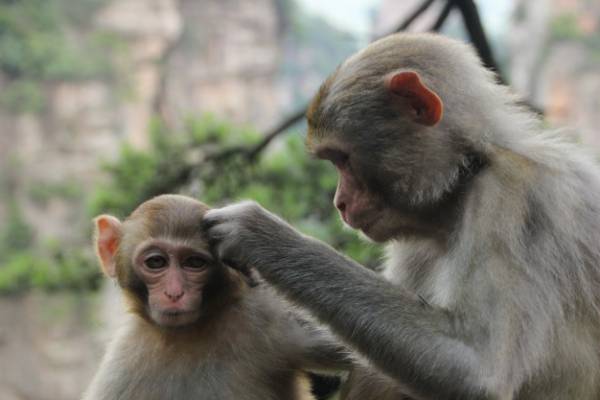 ارتباط برقرار کردن میمون ها