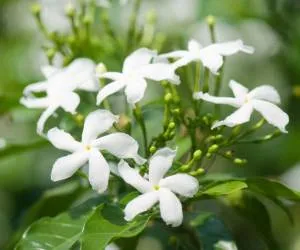 گل یاس رازقی