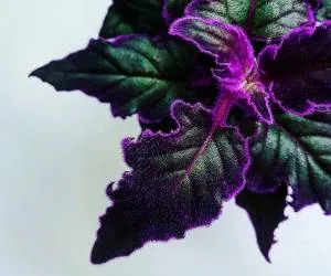 نگهداری گیاه ژینورا