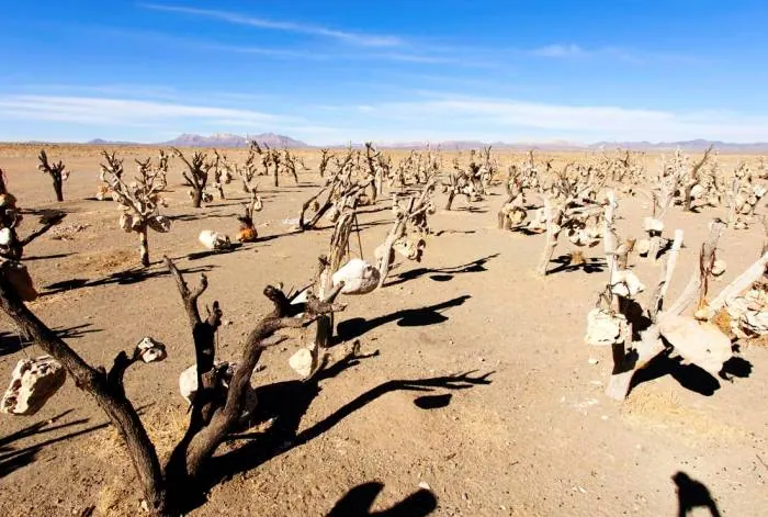 باغ سنگی کرمان