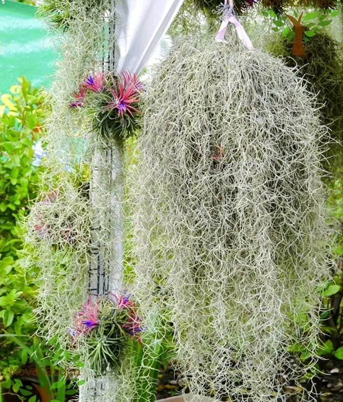 خزه اسپانیایی
