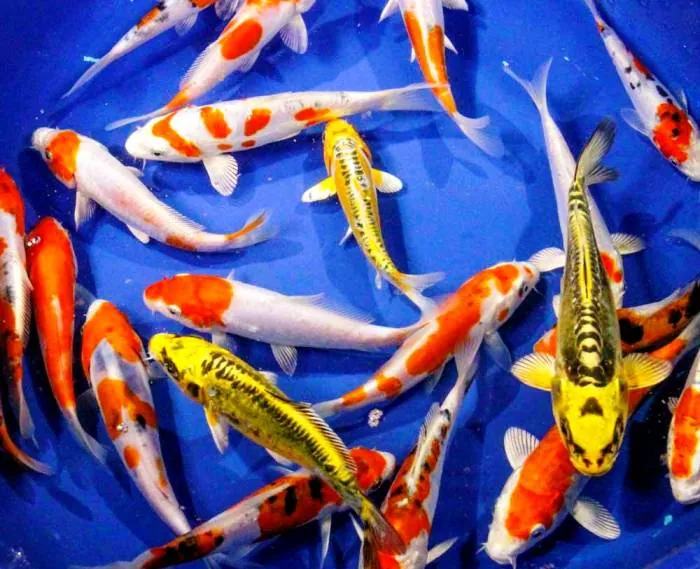 انواع ماهی کوی 