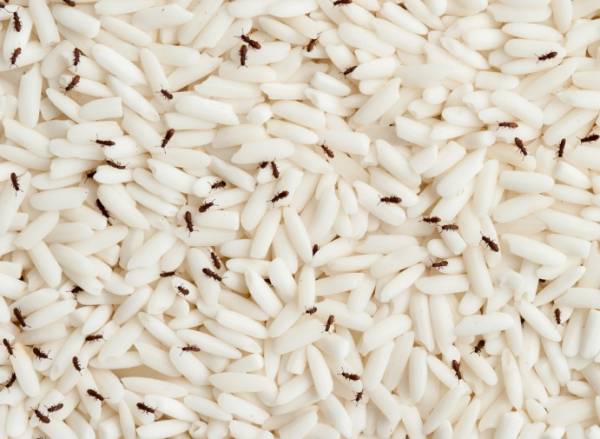 از بین بردن حشرات برنج