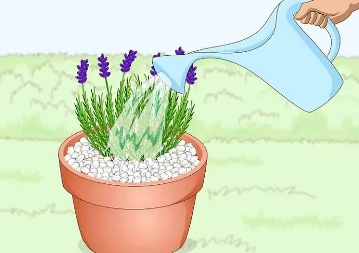 آبدهی اسطوخودوس