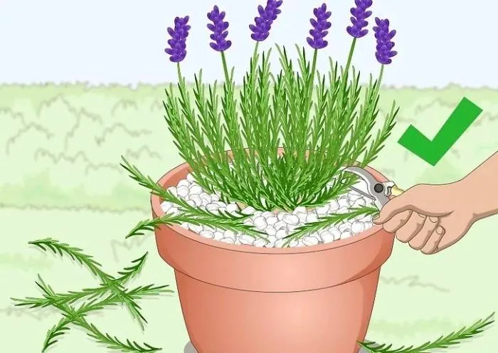 هرس اسطوخودوس