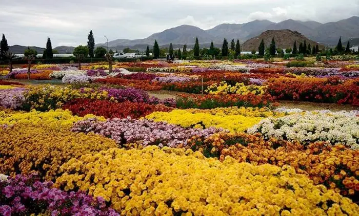 شهرستان محلات