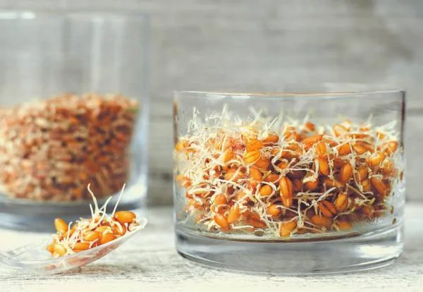 به سادگی جوانه گندم را در خانه درست کنید + روش