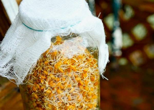 شیشه جوانه گندم