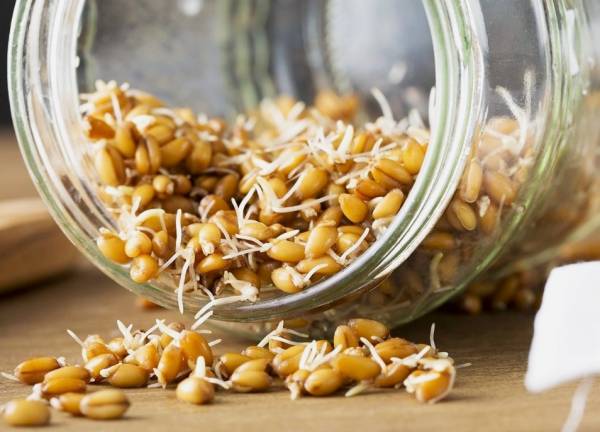 روش تهیه جوانه گندم