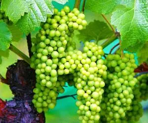 فریز غوره
