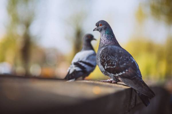 Pigeon Post Work