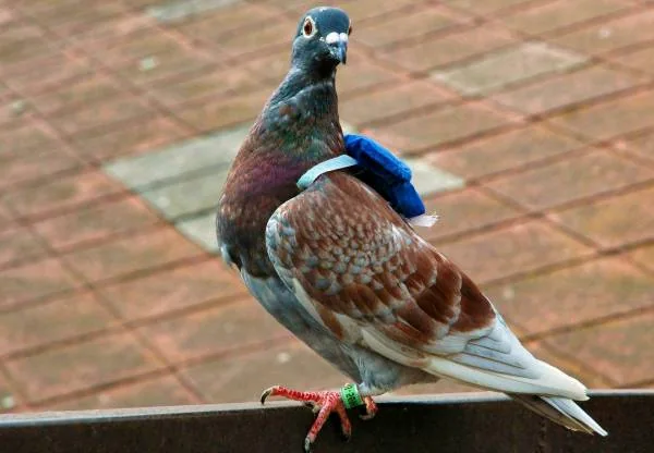 کبوترهای جنگی