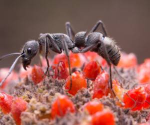 قدرت مورچه