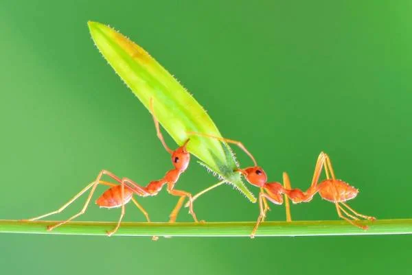 قدرت مورچه