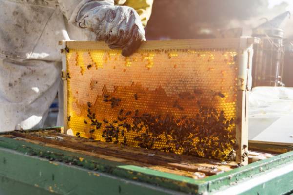 نحوه تولید عسل