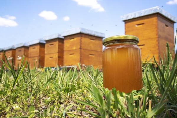 معرفی انواع عسل