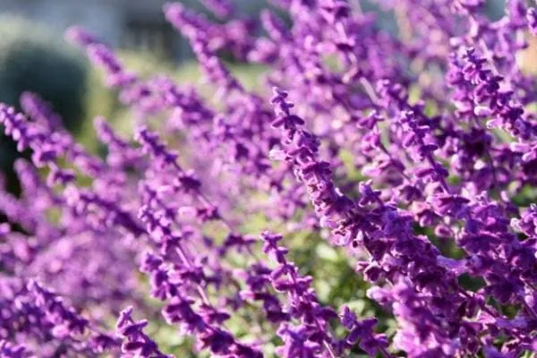 اسطوخودوس برای قاعدگی