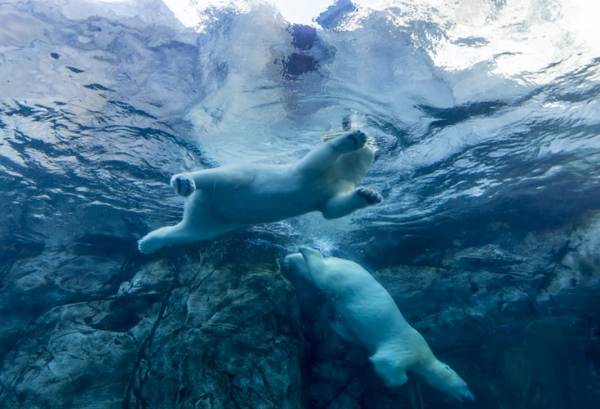 خرس قطبی در آب