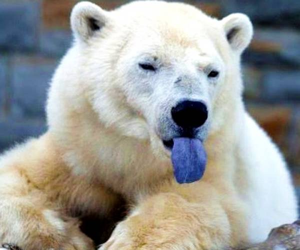 زبان خرس های قطبی