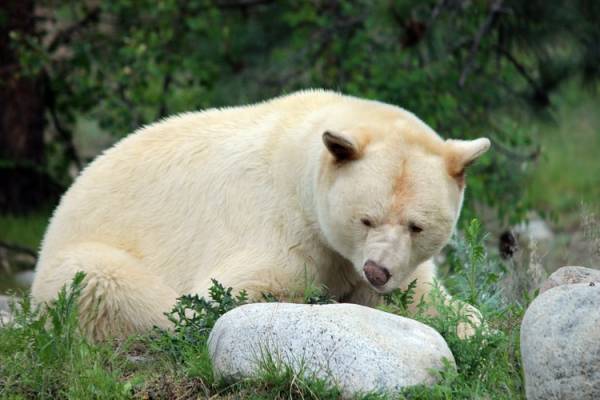سرعت حرکت خرس قطبی