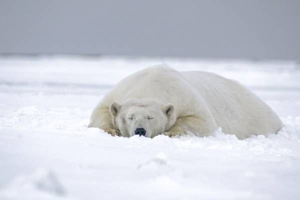 عجایب خرس قطبی