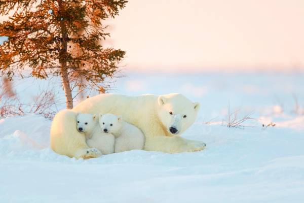 مادر و توله خرس قطبی