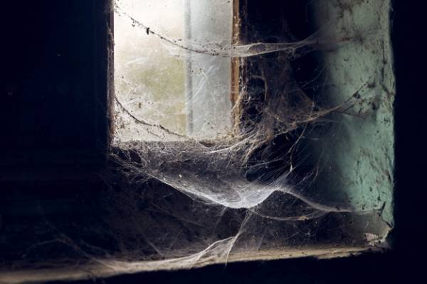 علت عنکبوت در خانه