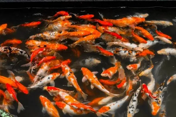 غذای ماهی قرمز