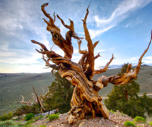 پیرترین درخت جهان