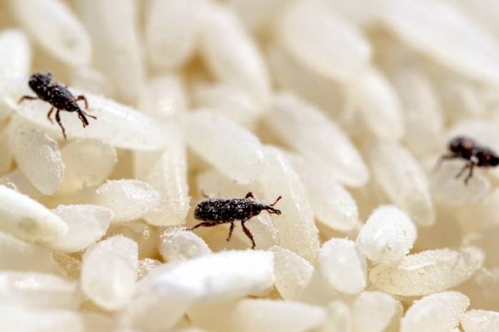 حشرات در برنج