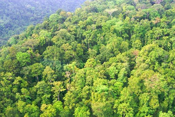 جنگل بارانی پاپوآ