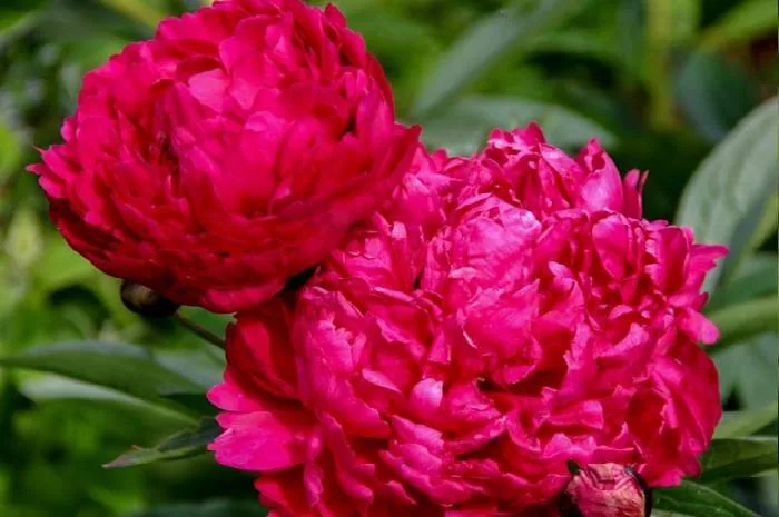 رازماتاز
