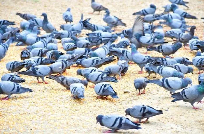 کبوترهای میلیونر