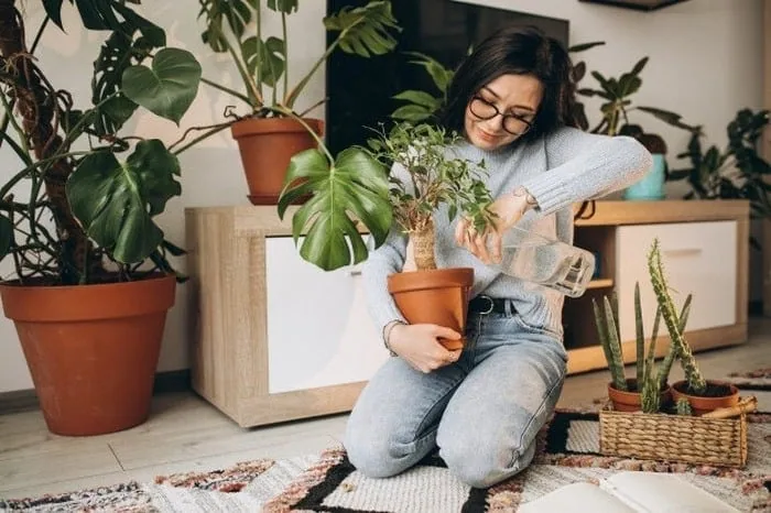 بازیابی گیاه پژمرده